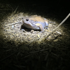 Hypopachus