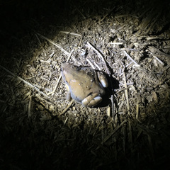 Hypopachus