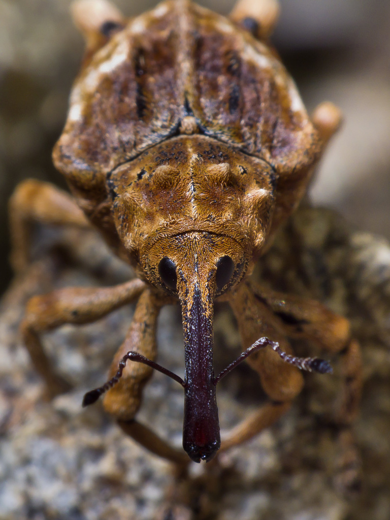 Myllorhinus
