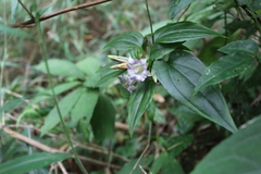 Tripterospermum nienkui