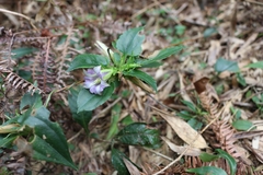 Tripterospermum nienkui