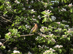 Bombycilla cedrorum image