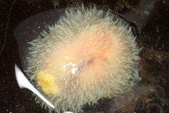 Acanthodoris