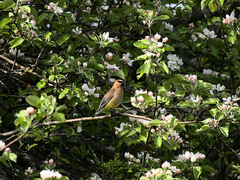 Bombycilla cedrorum image