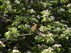 Bombycilla cedrorum image