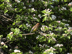 Bombycilla cedrorum image