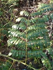 Guilandina bonduc