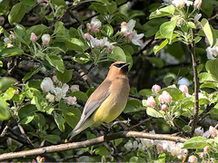 Bombycilla cedrorum image