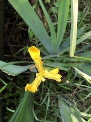 Iris pseudacorus