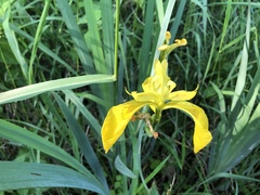 Iris pseudacorus