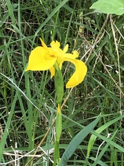 Iris pseudacorus