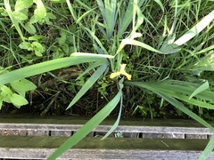 Iris pseudacorus