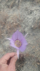 Calochortus macrocarpus macrocarpus