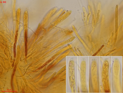 Hymenoscyphus repandus