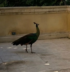 Pavo