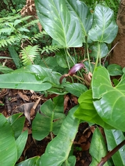 Anthurium ranchoanum