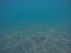Caranx caballus