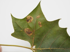 Ectoedemia platanella
