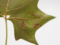 Ectoedemia platanella