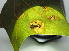 Ectoedemia platanella