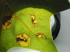 Ectoedemia platanella