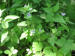 Viola acuminata
