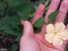 Thunbergia dregeana