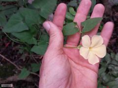 Thunbergia dregeana