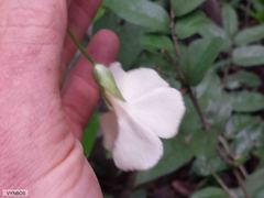 Thunbergia dregeana