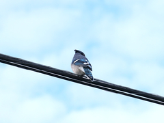 Cyanocitta cristata image