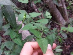 Thunbergia dregeana