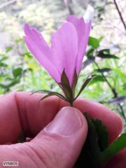 Hibiscus pedunculatus