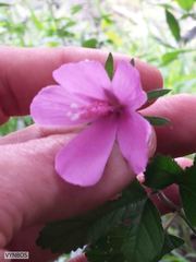 Hibiscus pedunculatus