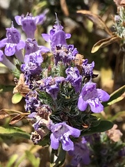 Pogogyne zizyphoroides