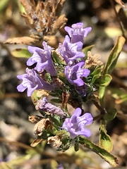 Pogogyne zizyphoroides