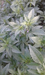 Solanum radicans