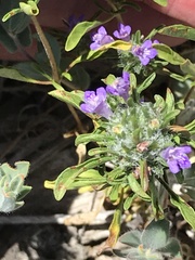 Pogogyne zizyphoroides