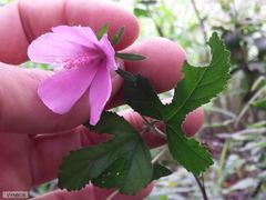 Hibiscus pedunculatus