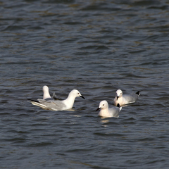 Chroicocephalus genei
