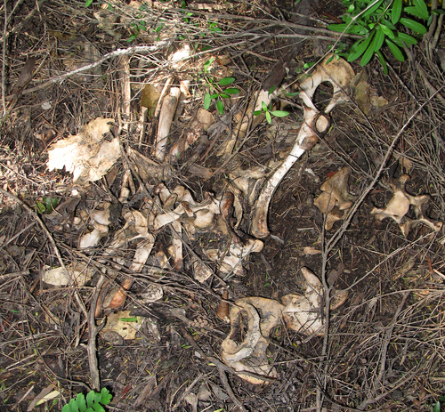 Artiodactyla
