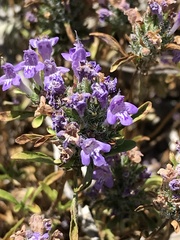 Pogogyne zizyphoroides