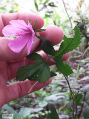 Hibiscus pedunculatus