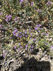 Pogogyne zizyphoroides