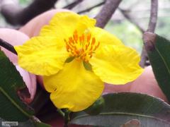 Ochna arborea
