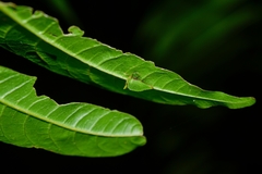 Antianthe