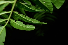 Antianthe