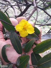 Ochna arborea