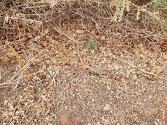 Sceloporus magister cephaloflavus