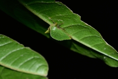 Antianthe