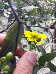 Ochna arborea